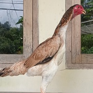 Betina Ayam Shamo Japan Siap Produksi