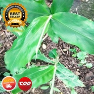 Tanaman Herbal Lempuyang Emprit BIBIT LEMPUYANG