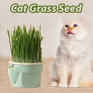 Cat Grass Seed Cat Grass Box Planter Growing Sprout Dish Pot Makanan Kucing Biji Benih Rumpet Kucing