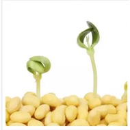 seeds biji benih edamame microgreen sprouting seed -limited-400g