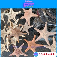 Rare DRIED SEA STARS AQUARIUM DECOR FAPFOOD HOME DECOR DECOR