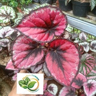 Begonia Rex tanaman hias