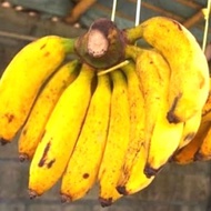 pisang raja pr 1 sisir