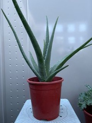 蘆薈 可食用蘆薈 多肉植物 盆栽 美國蘆薈 植物 保濕 面膜 plant aloe gardening