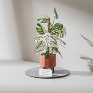 【白斑龜背芋】紙模型 紙植栽 雷射材料包 | 9028415 紙風景