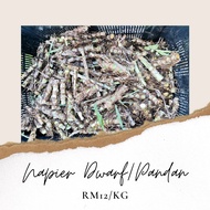 (RM12/1KG) Benih Rumput Napier Pandan / Dwarf