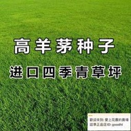 高羊茅草籽 進口耐踐踏庭院不修剪 護坡綠化草皮 四季青草坪種子