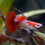 Blonde red guppy fish / 1 pair / ikan guppy / blood red guppy  / Live Fish / Aquarium / Aquascape / 