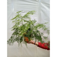 [Paling Horticulture Sdn Bhd] Asparagus Setaceus Nanus Fern 文竹 | Feng Shui Plant  蕨类植物 | Pokok Hiasan Hidup Dalam Rumah