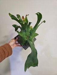 女王鹿角蕨 清位
