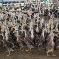 telur bebek fertil - telur bebek alabio fertil 1