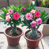Double Petal Desert Rose Seedling Potted Plant Four Seasons Flower Green Plant Old Pile Indoor Balco