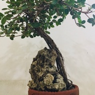 Bonsai Ficus Best at Condo Unit