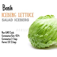 BENIH Salad Iceberg | Iceberg Lettuce Seeds 玻璃生菜籽 种子