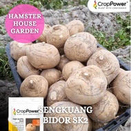 HSK [10pc] BIJI BENIH UBI SENGKUANG BIDOR SK2 JICAMA SEED PACHYRHIZUS EROSUS