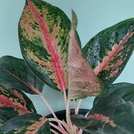 Aglonema Kochin aglaonema kochin