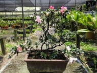 日本杜鵑Rhododendron indicum青光( 細葉 皋月杜鵑~樹型美~約10年~花色多變)珍藏品