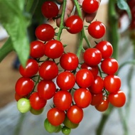 [20biji]Benih Tomato Renek 丨Dwarf Tomato