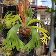 Platycerium SS Foong limited item in store 18 Jan 26