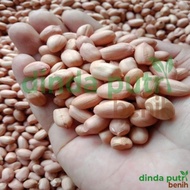 Ready || Benih Kacang Tanah Hibrida Kulit Putih Super Jumbo Isi 1 Kg