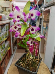 🎉🎉石斛蘭(春石斛)🎊🎊