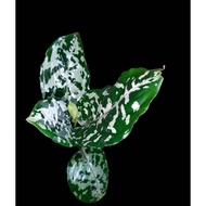 Sindo - Aglaonema Pictum Bicolor Live Plant RCTIBTHDOP