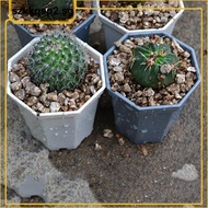 SGK2  10pcs Plastic Nursery Pots Square Plant Flower Pot Home Garden Tools Gardening for Herb Succulents