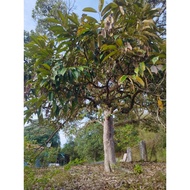 Pokok Durian Tunggal Ajaib