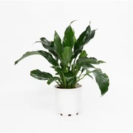 Peace Lily Plant with ceramic pot - Indoor Garden Plants for Home Outdoor Plants