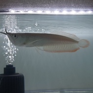 Ikan Arwana Silver Red