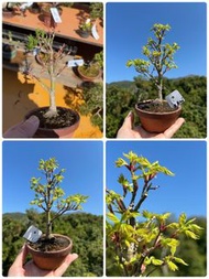 日本鹿島楓樹盆景