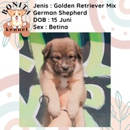 Herder Mix Golden Retriever Anak Anjing German Sherpherd Mix Golden