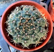 3寸盆 瑞昌玉 仙人掌 多肉植物 綠化植物 室內植物