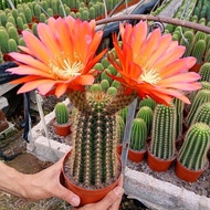 Hairy Column Cactus UFO Flowering Extra Large Cactus Office Radiation Protection Easy to Grow Real F