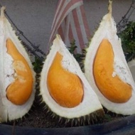 ANAK POKOK DURIAN BUNGA MERAH MANIK URAI (BBMU) rare