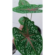 caladium red star live plant