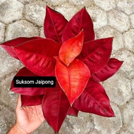 Aglonema Suksom Jaipong Super Merah Roset Tanaman Hias Bunga Aglaonema