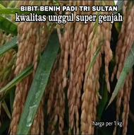 BENIH BIBIT PADI TRISULTAN KWALITAS UNGGUL SUPER GENJAH bibit jenis terbaru 2023 - 2024 bibit padi unggul new terbaru rilis Inpari 32 vs sertani 13 batang lebih kokoh pengisian full | netto 1 kg