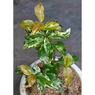 Suriname Cherry VARIEGATED / Eugenia uniflora VARIEGATED - rare plant
