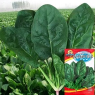 High Quality Spinach Seeds Biji Benih Bayam Benih Sayur 四季大厚叶菠菜种子