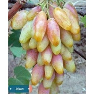 ANAK POKOK ANGGUR DIXON - PREMIUM GRAPE