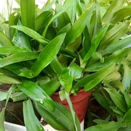 RUMPUT SITI KHADIJAH /Beijing grass