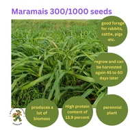Maramais 300 seeds / Maramais 1000 seeds / Geukdong PH Forage Grass Good forage for rabbits, cattle,