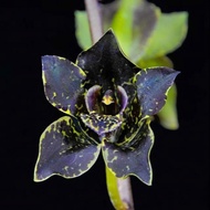 Grammatophyllum jumbo grande