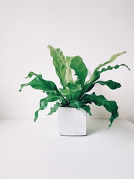 植栽房-室內盆栽.淨化空氣.觀葉植物水泥盆栽