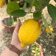 TKL - Eureka Lemon Tree/Eureka Lemon Lollipop 网红香水柠檬/香水柠檬棒棒糖 🍋
