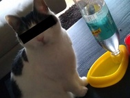 Cat Drinker - P3D