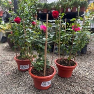 90s Greenovation Live Plant Rose P220 ( Random Colour 颜色随机 )