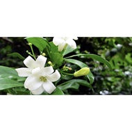 Pokok bunga Jasmin Thai
