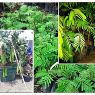 Pokok Petai Hybrid Siam